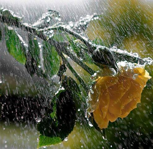 amerben3's tweet image. 