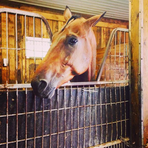 Krystelsim91's tweet photo. Maple leaf trot winner Timmy tucker :) proud of him#quebecbred#intimidate http://t.co/SVezFKK9a3