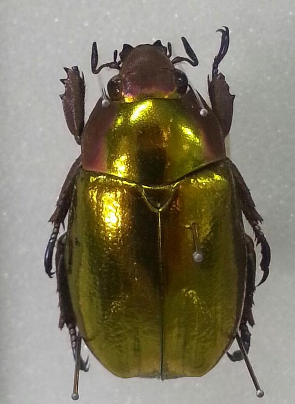 これぞまさに黄金虫。オウゴンウグイスコガネ。大事なことなので二回