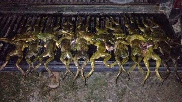 KelbyMestagh's tweet photo. Friday night was a blast! #dirtnapoutdoors #froggin @kahler_brad @gravy_33 http://t.co/t13fKRnwwj