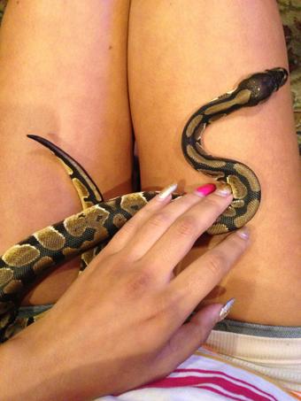 Chillin with Hannibal http://t.co/2Zj4cYl3Pc<a href="/tag/moxxyminx"class="tags"><span>#moxxyminx</span></a>