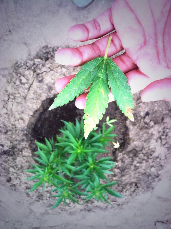 2High2Smoke's tweet photo. #3leaf plant #weedpics http://t.co/4YiaDx09SL