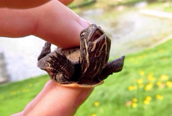 WolfpackAlan's tweet image. I wish I could enjoy life as much as this turtle