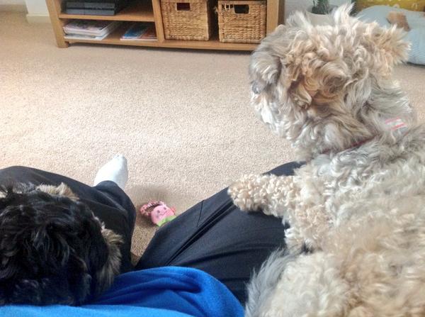 DefiantJim's tweet image. So much for gaming...these two wanted hugs and I could not resist. Maybe another time #PS4