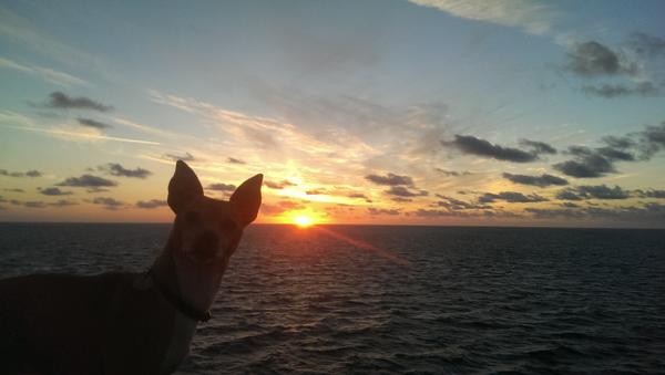 TheUrbanArk's tweet photo. #jackrussell #sunset #Cornwall #beautiful #theurbanark http://t.co/APrTMKdt9J