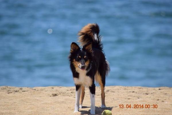 msofiacabrerag's tweet image. Cuando miro a los ojos a un animal, no veo a un animal. Veo a un ser vivo. Veo a un amigo. Siento su alma. Williams.