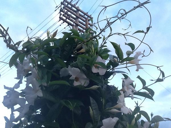 nicodemus7's tweet photo. Toronto summer vine 2014 http://t.co/v4Z96TqsSo