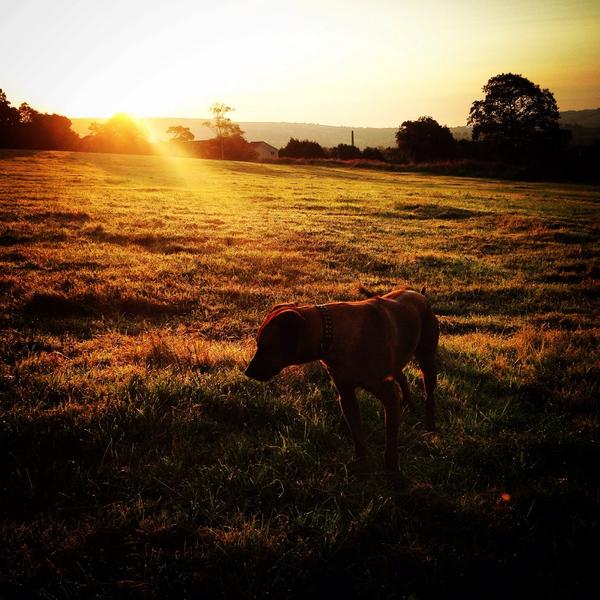 _chloe_mw's tweet image. @SpankeeSpence 6x800m intervals #fitdog #fieldfun #rhodesianridgeback