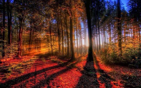 Gabriele_Corno's tweet photo. Hidden Path..... #forest #sunset http://t.co/i06xZpmHYB