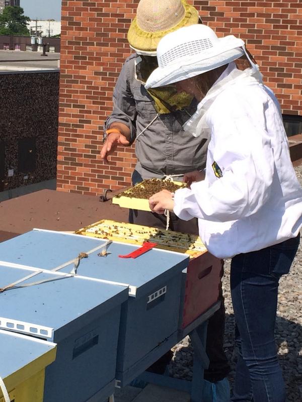 Bee inspection <a href="/lufafarms/">Les Fermes Lufa</a> @lrathmell