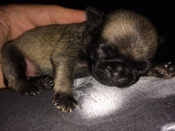 <a href="/DJManipulator/">DJ Manipulator</a>: Pug life puppy style. I have 6 the exact same color, 3 male, 3 female. Purebred money making fools!