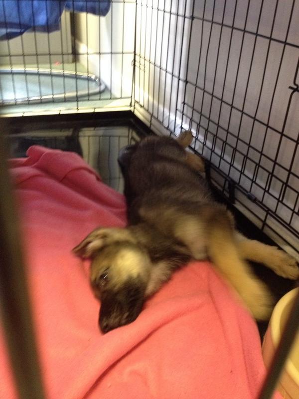 TerryGuideDogs's tweet image. It&apos;s a dogs life at Guide Dogs Coventry Mobility Team!