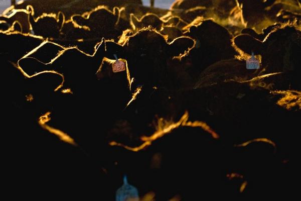 Nature's tweet photo. "We're feeding cows and cars instead of people": How farming reforms could feed 3 billion more
http://t.co/5rdjFP6H7Y http://t.co/FsspHAQnKv