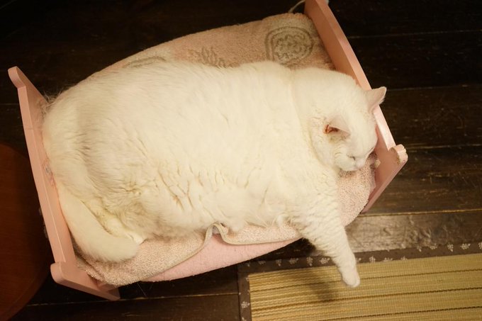 限りなく球体に近いニャー 丸すぎる猫さんたちを集めてみた いまトピ