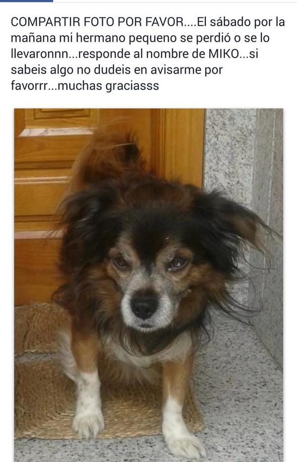 Chabely_89's tweet photo. BUSCO A MI PERRO!! AVISADME SI LO VEIS... GRACIAS... http://t.co/od7fG9QGNl