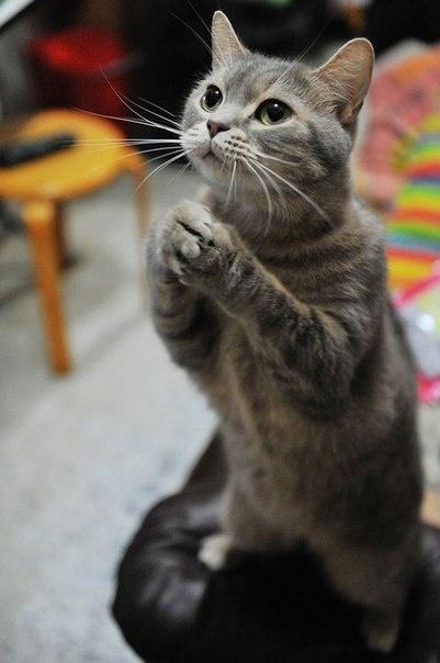 MinistryPetcare's tweet photo. It's lunch time and much like this kitty I am praying I can find something tasty! #ministryofpetcare #lunchtimethings http://t.co/vU1oGbCLut