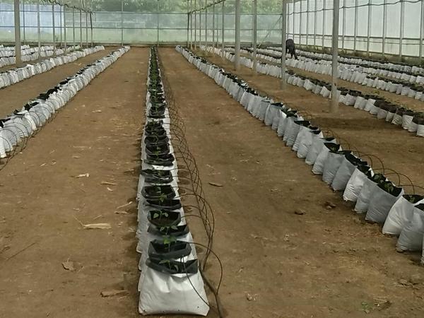 asalas_acav's tweet photo. Siembra de pimenton en casas de cultivo de la @academiagricola http://t.co/0Nxz4whX7N