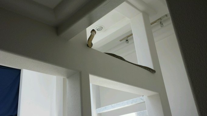 My house is basically just a playground for snakes http://t.co/hgd2xgwpSR<a href="/tag/mackmonday"class="tags"><span>#mackmonday</span></a>