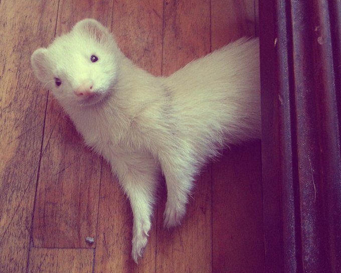 Between looking adorable and climbing all over my laptop, my #ferret REFUSES to let me get anything done<a href="/tag/ferret"class="tags"><span>#ferret</span></a>