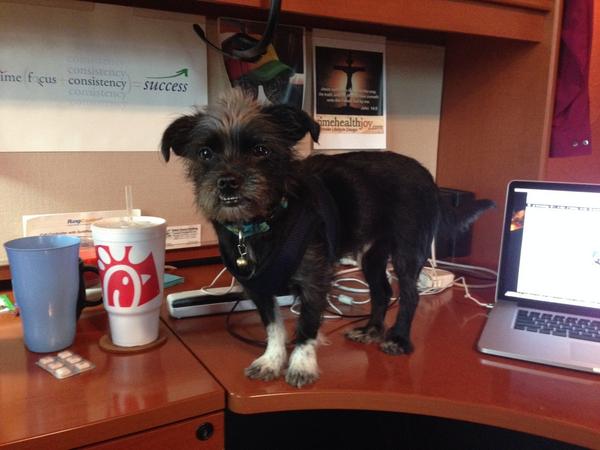 TimeHealthJoy's tweet photo. Crazy dog likes being on my desk! http://t.co/ln9DHd0YiZ