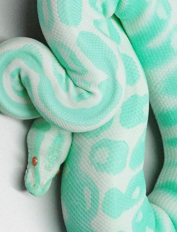 IncreibleAnimal's tweet photo. Aquí les dejo una víbora color menta
#snake #víbora http://t.co/p9HvSfSGav