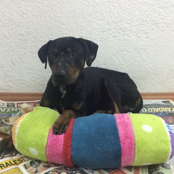 brenguillen's tweet photo. @MundoPatitas SOS ! necesito quien lo adopte lo rescate en muy malas conficiones y ya est mucho mejor se llama BICHO http://t.co/C64zUAAMHc