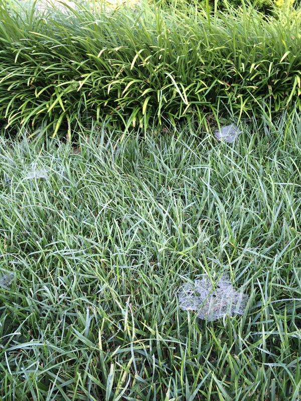 FrozenSimply's tweet photo. Ugh. Why is it raining so much?! It makes spiders do this everywhere! http://t.co/GX2j4SVAF6