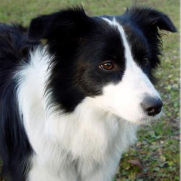 ボーダーコリーbot Bordercollie B Twitter