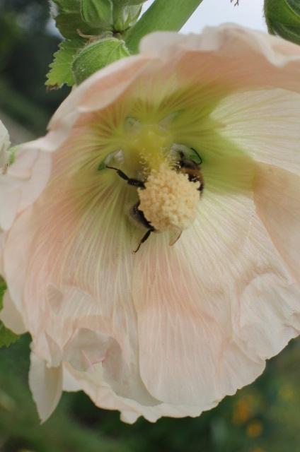 EvieSaffronS's tweet photo. Drunken forager getting stuck into an apricot hollyhock.  Grown from Arnold circus seed bought from @Leilas_Shop http://t.co/1TINZcWwyq