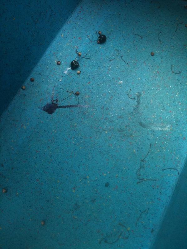 outlookexplorer's tweet image. Has anyone done anything with bus floor texture and cherry stalks/pips yet??
If not, pressing print...
#zeitheist