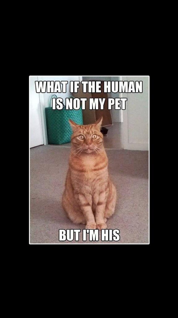 petsmart1398 tweet media