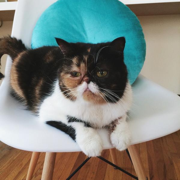 tobygon's tweet image. "@PudgeTheKitten: So. Unimpressed. By Mondays. http://t.co/ia4gqoHs3U" @xosred @ngunn7