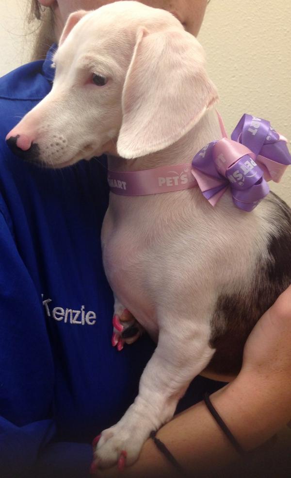 lora_johnson83's tweet photo. #petsmart1110 #inspiredbypets  #deaf #love http://t.co/RwWTQQlIT2