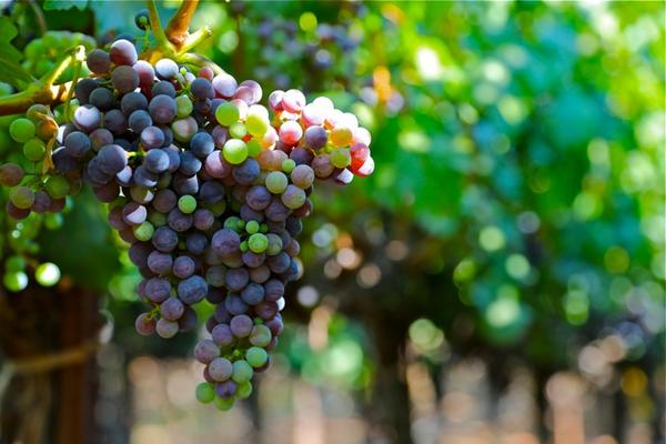 Veraison is the beginning of ripening when red grapes start to show their color. We're 2 wks early, looking great.