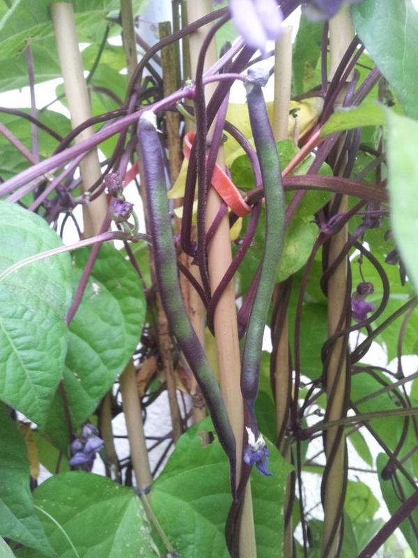 Teh beans are showing #greenthumb #gardeningsuccess
