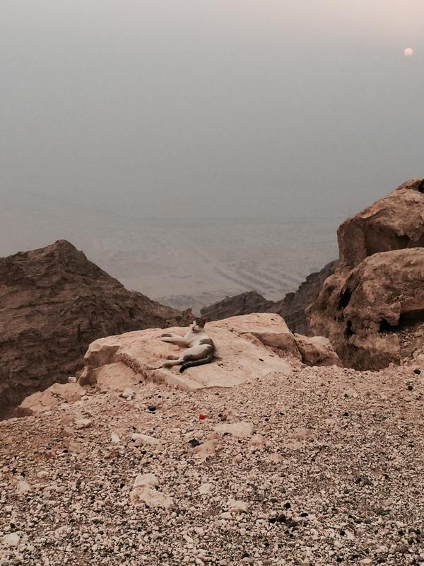 boy4quest's tweet image. Event a #cat know to chill at #Jabelhafeet #peak #UAE # Al Ain