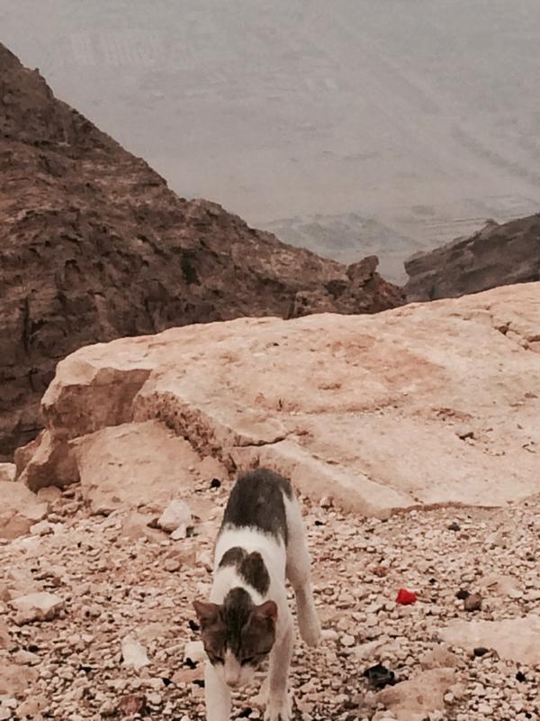 boy4quest's tweet image. #fearless #cat at #Jabelhafeet # UAE