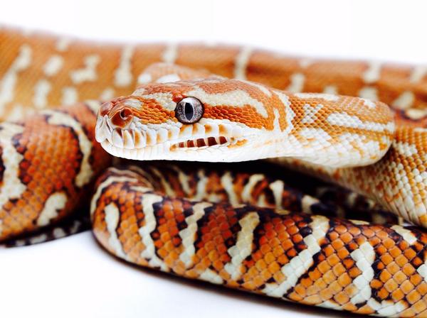 PostBadReptile's tweet image. Morelia Bredli #Snake #PostBadReptile