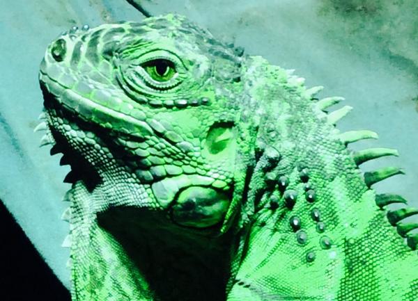 PostBadReptile's tweet image. Iguana iguana #PostBadReptile