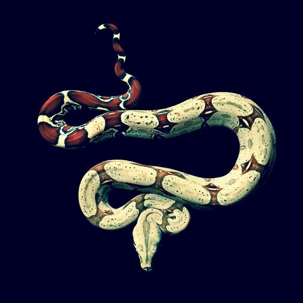 PostBadReptile's tweet image. Boa Constrictor Imperator #Snake #PostBadReptile