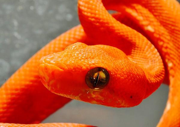 PostBadReptile's tweet image. Corallus Hortulanus #Snake #PostBadReptile