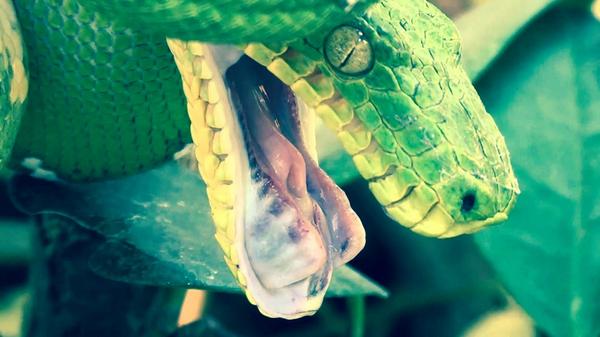 PostBadReptile's tweet image. Corallus Caninus #Snake #PostBadReptile