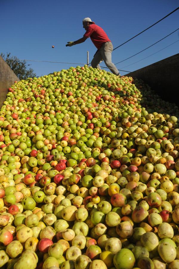 Farodevigo's tweet photo. ¿Cuántas botellas de sidra son 50 hectáreas de manzana ecológica? En A Estrada lo saben  http://t.co/SlAs8pTF73 http://t.co/D7qeWqzRkI