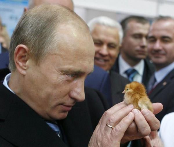 A24's tweet photo. Trust Putin to look sinister as f-ck while cradling a baby bird. http://t.co/VSixynVvFX