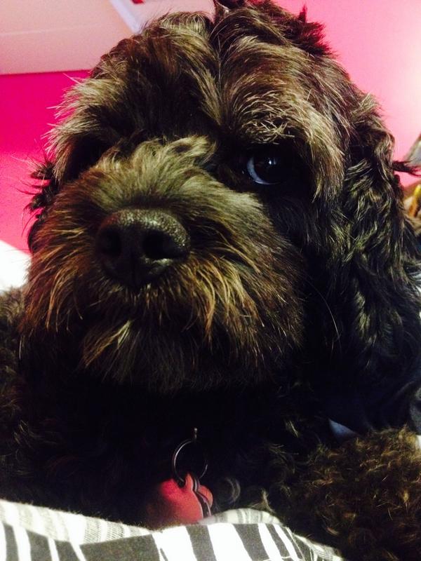 sadie3608's tweet photo. selfies! #puppyselfie #dogselfie #dogsoftwitter http://t.co/ZNJWvUobQm