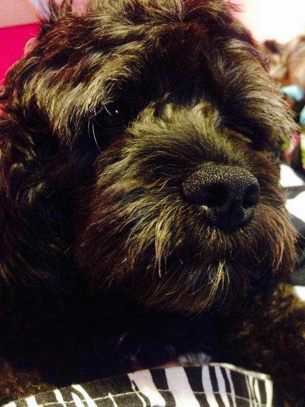 sadie3608's tweet photo. selfies! #puppyselfie #dogselfie #dogsoftwitter http://t.co/ZNJWvUobQm