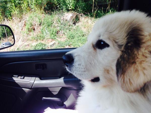 soknomatt's tweet photo. Headed to the vet!  #livestockguarddogs http://t.co/r7eBKe4zgO