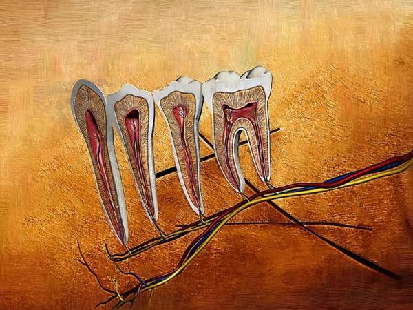 DentistryIQ's tweet photo. "Dental Anatomy," by Joseph Ventura http://t.co/cQXhXh3zRK