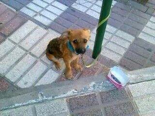 DifusionAnimal9's tweet image. Cachorrito necesita ACOGIDA URGENTENME ESTÁ EN LA CALLE!! @CorinaRandazzo @Malenacosta7 CTO: 671168527 #ALCALÁDELRIO