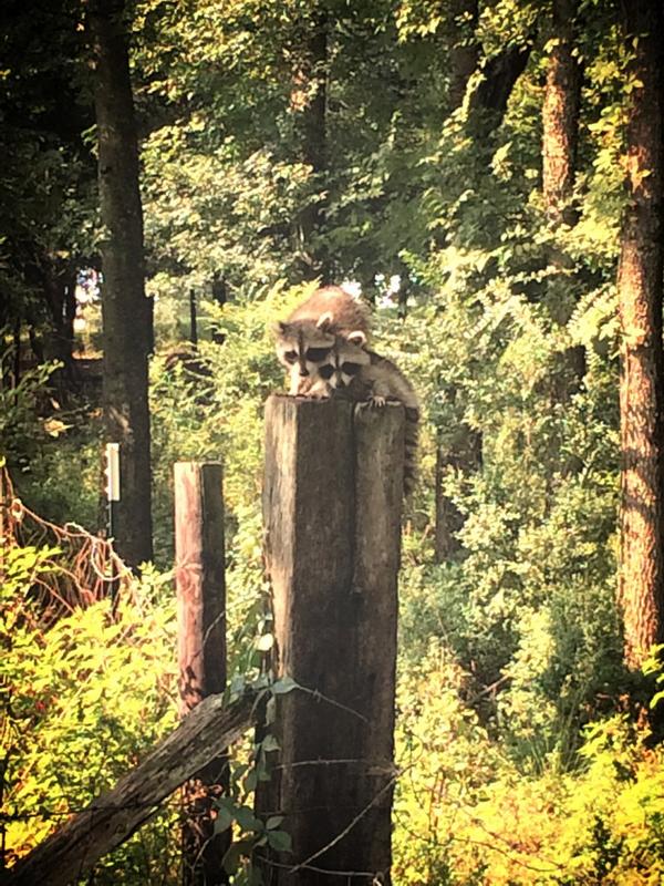 0NeverLookBack0's tweet photo. How often you see this in your backyard? #baby #Raccoons #cute #wantingtoeatmealive lol http://t.co/jdZ4pDigwL